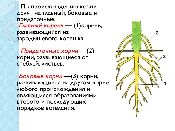 По происхождению корни делят на главный, боковые и придаточные. Главный