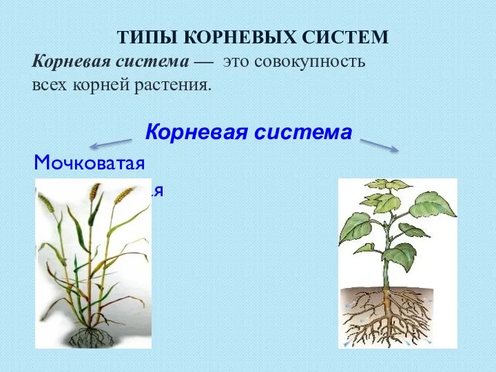 Типы корневых систем Корневая система — это совокупность всех корней растения. Корневая система Мочковатая Стержневая