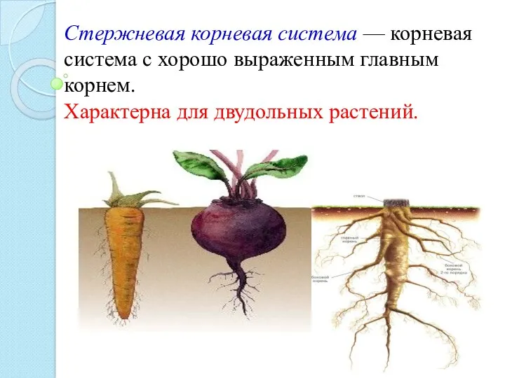 Стержневая корневая система — корневая система с хорошо выраженным главным корнем. Характерна для двудольных растений.