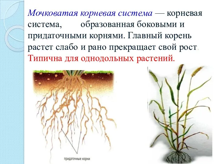 Мочковатая корневая система — корневая система, образованная боковыми и придаточными