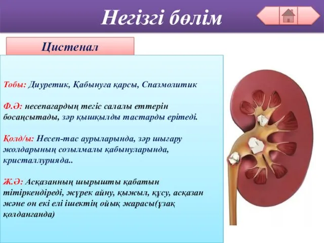 Негізгі бөлім Цистенал Тобы: Диуретик, Қабынуға қарсы, Спазмолитик Ф.Ә: несепағардың