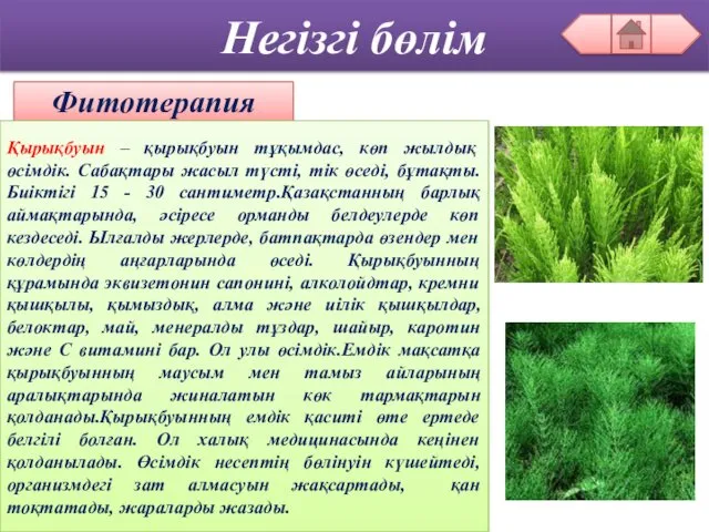 Негізгі бөлім Фитотерапия Қырықбуын – қырықбуын тұқымдас, көп жылдық өсімдік.