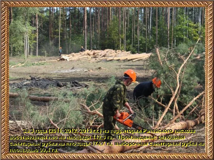 За 3 года (2011, 2012, 2013 г.г.) на территории Рачейского лесхоза восстановлен лес