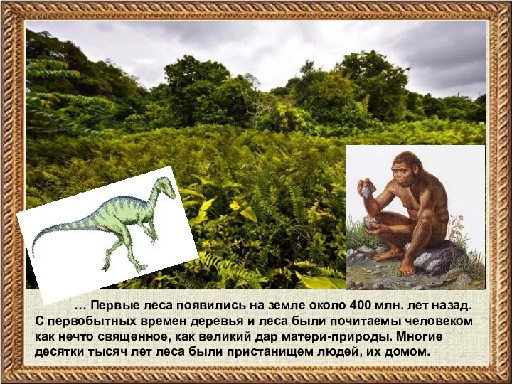 … Первые леса появились на земле около 400 млн. лет назад. С первобытных