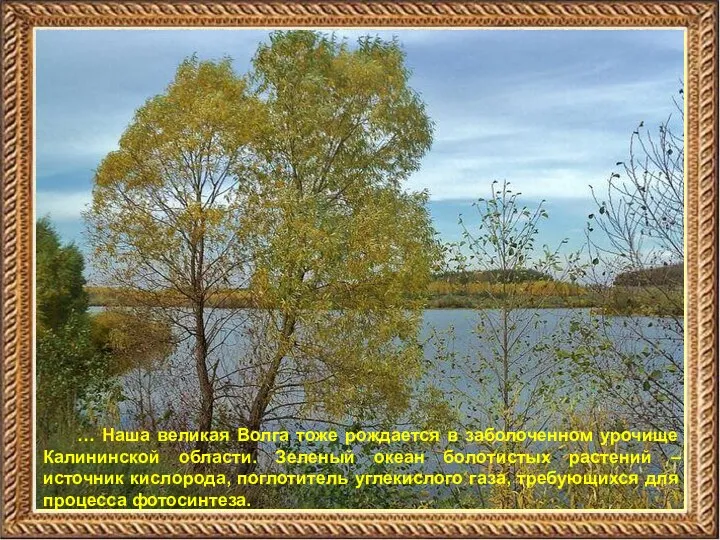 … Наша великая Волга тоже рождается в заболоченном урочище Калининской области. Зеленый океан