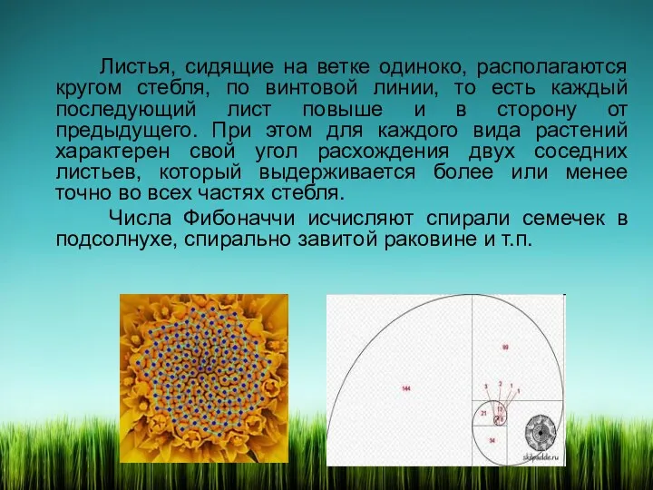 Листья, сидящие на ветке одиноко, располагаются кругом стебля, по винтовой