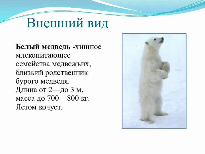 Внешний вид Белый медведь -хищное млекопитающее семейства медвежьих, близкий родственник бурого медведя. Длина