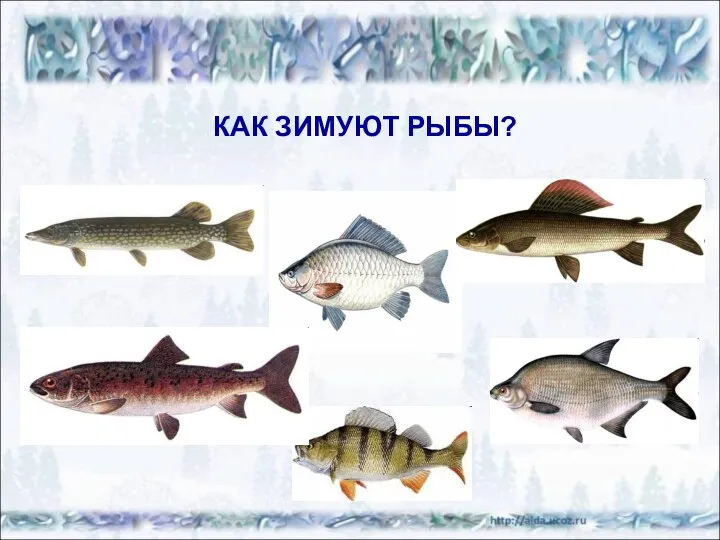 КАК ЗИМУЮТ РЫБЫ?