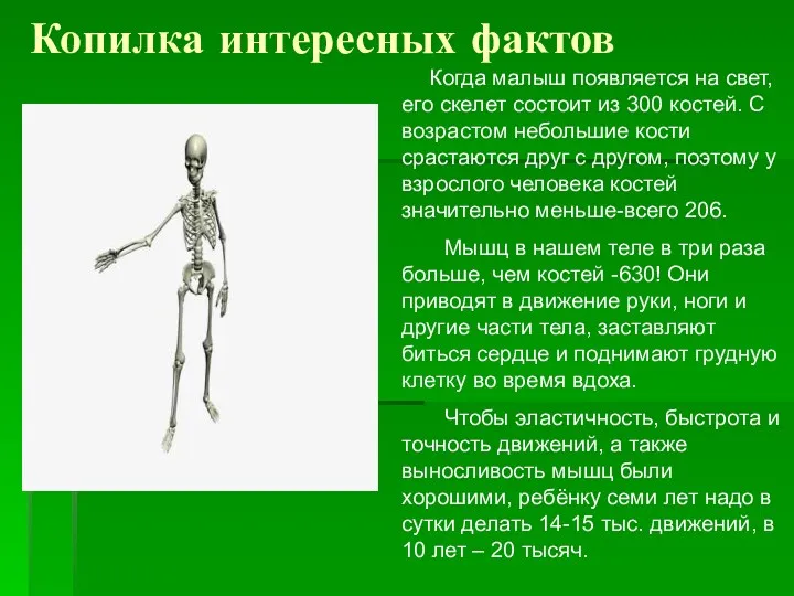 Копилка интересных фактов Когда малыш появляется на свет, его скелет состоит из 300