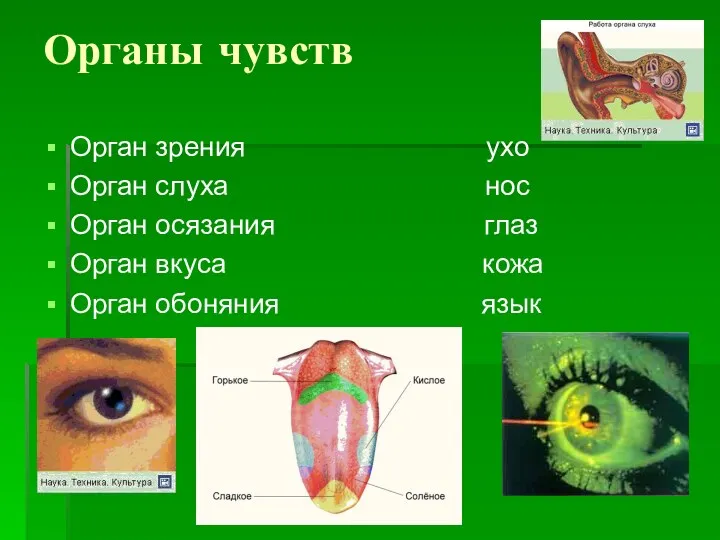 Органы чувств Орган зрения ухо Орган слуха нос Орган осязания глаз Орган вкуса