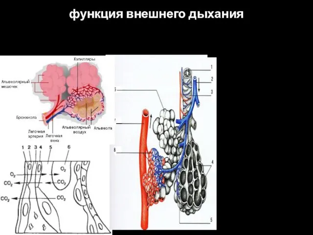 функция внешнего дыхания