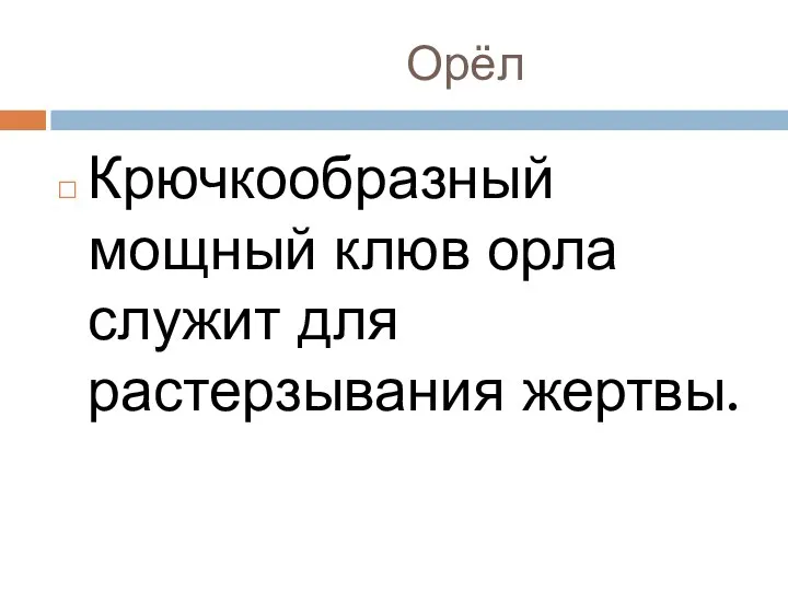 Орёл Крючкообразный мощный клюв орла служит для растерзывания жертвы.