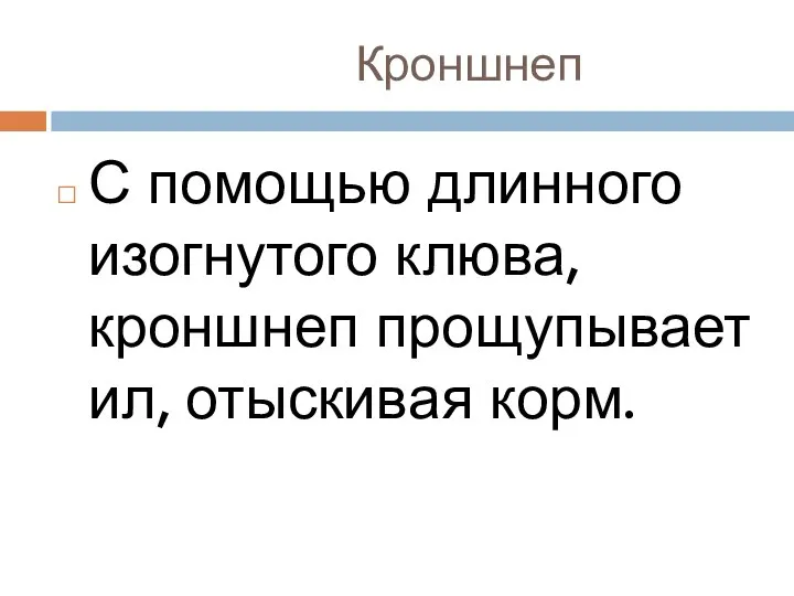 Кроншнеп С помощью длинного изогнутого клюва, кроншнеп прощупывает ил, отыскивая корм.