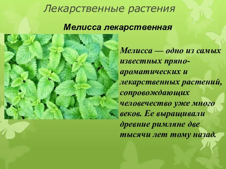 Лекарственные растения Мелисса лекарственная Мелисса — одно из самых известных