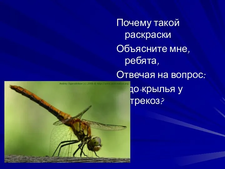 Почему такой раскраски Объясните мне, ребята, Отвечая на вопрос: Чудо-крылья у стрекоз?