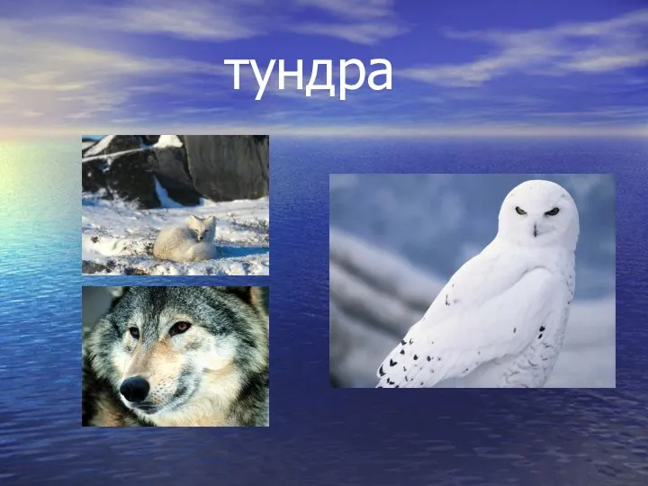 тундра