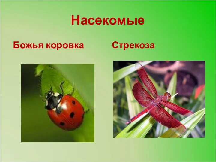 Насекомые Божья коровка Стрекоза