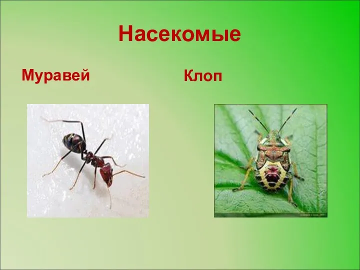 Насекомые Муравей Клоп