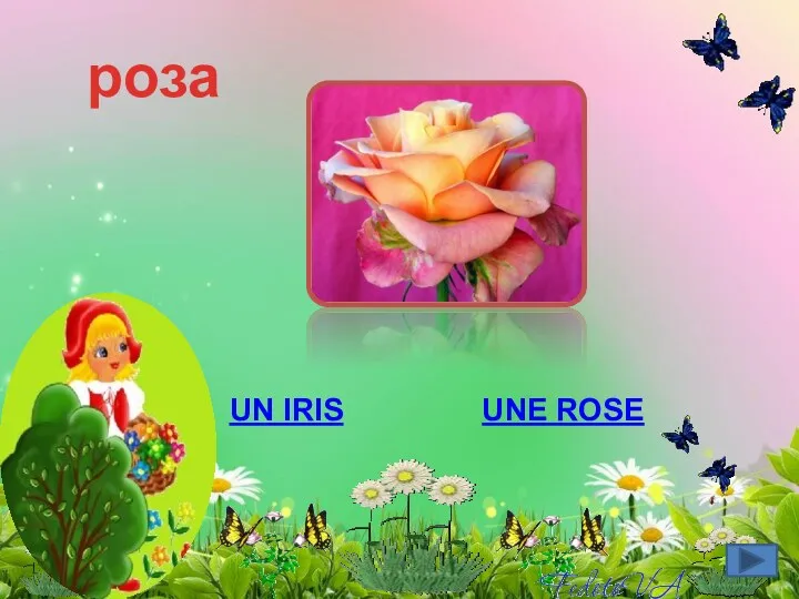 роза Un iris Une rose