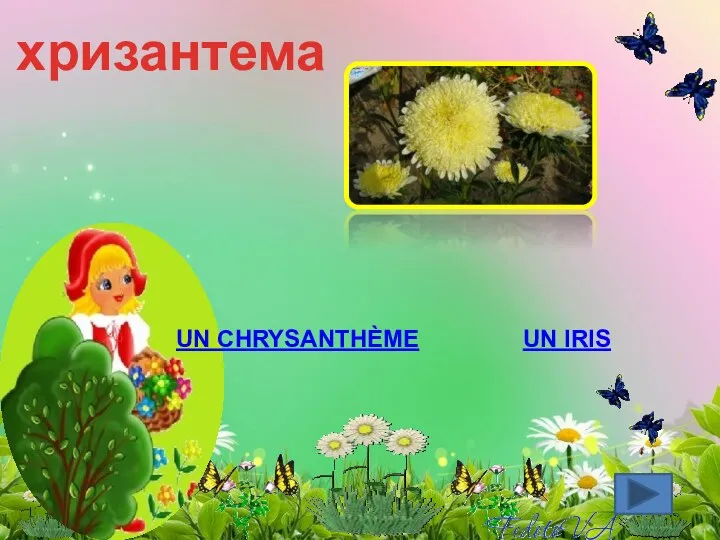 хризантема Un chrysanthème Un iris