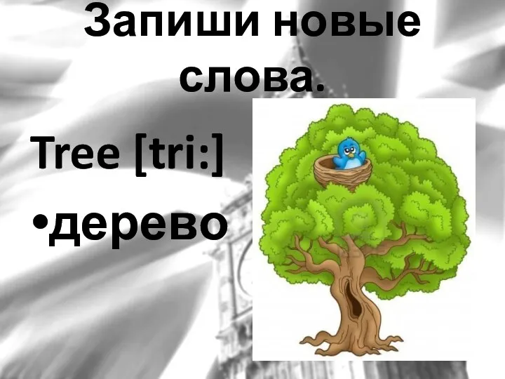 Tree [tri:] дерево Запиши новые слова.