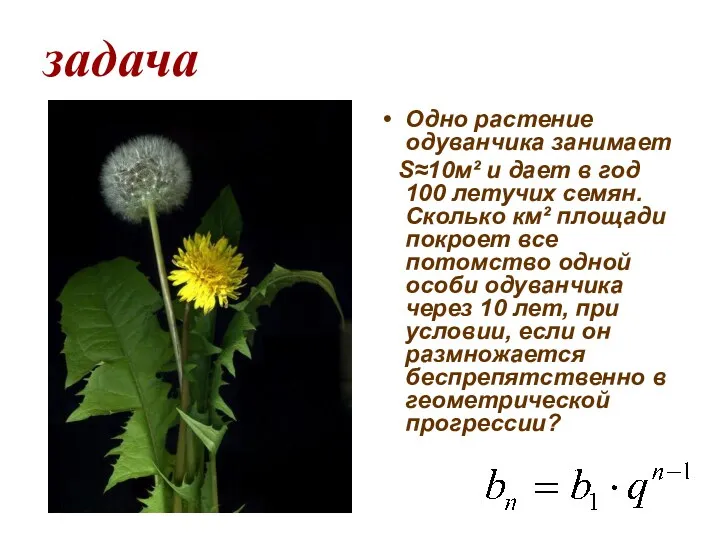 задача Одно растение одуванчика занимает Ѕ≈10м² и дает в год