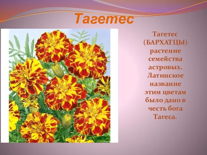 Тагетес Тагетес (БАРХАТЦЫ) растение семейства астровых. Латинское название этим цветам было дано в честь бога Тагеса.