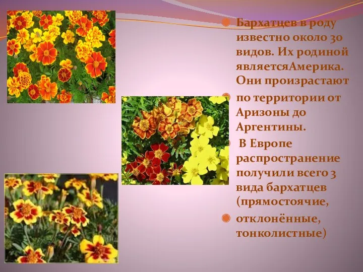 Бархатцев в роду известно около 30 видов. Их родиной являетсяАмерика.