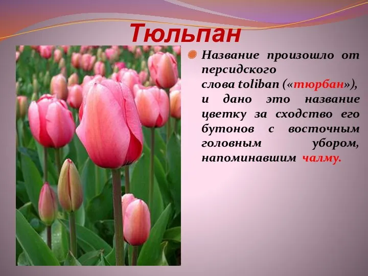 Тюльпан Название произошло от персидского слова toliban («тюрбан»), и дано