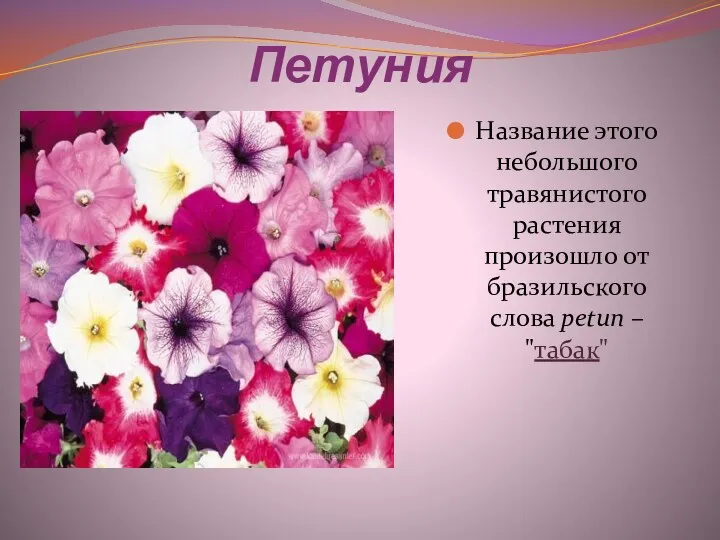 Петуния Название этого небольшого травянистого растения произошло от бразильского слова petun – "табак"