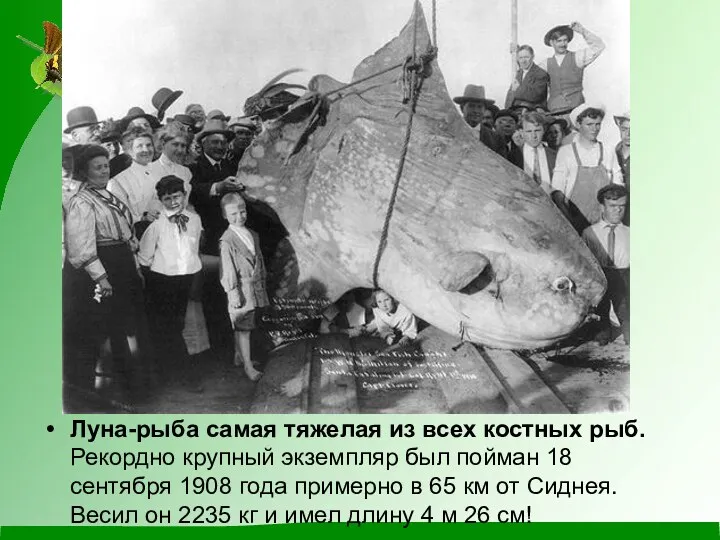 Луна-рыба самая тяжелая из всех костных рыб. Рекордно крупный экземпляр был пойман 18