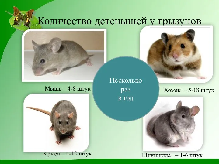 Количество детенышей у грызунов Мышь – 4-8 штук Крыса –