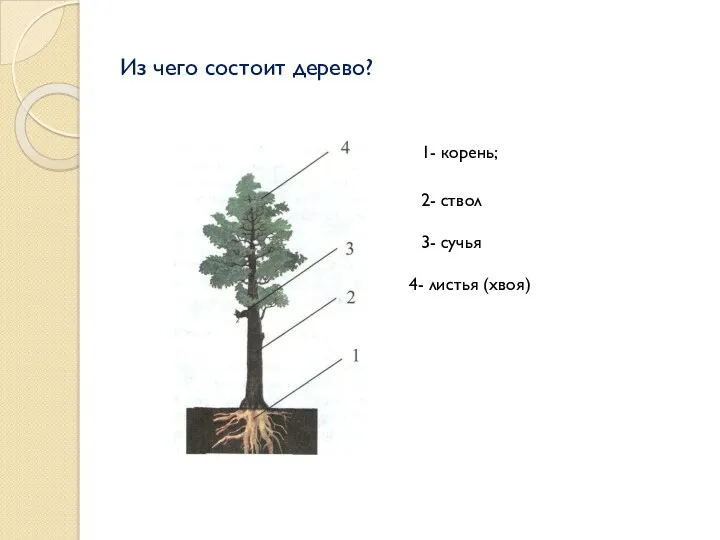 Из чего состоит дерево? 1- корень; 2- ствол 3- сучья 4- листья (хвоя)