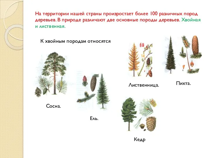 На территории нашей страны произростает более 100 различных пород деревьев.