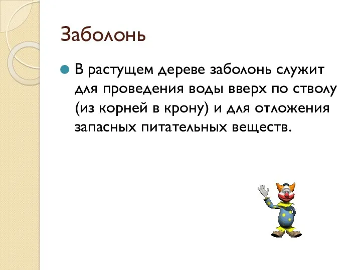 Заболонь В растущем дереве заболонь служит для проведения воды вверх