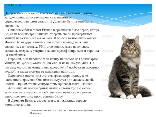 К О Ш К А На протяжении многих веков кошки