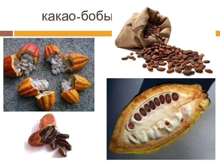 какао-бобы