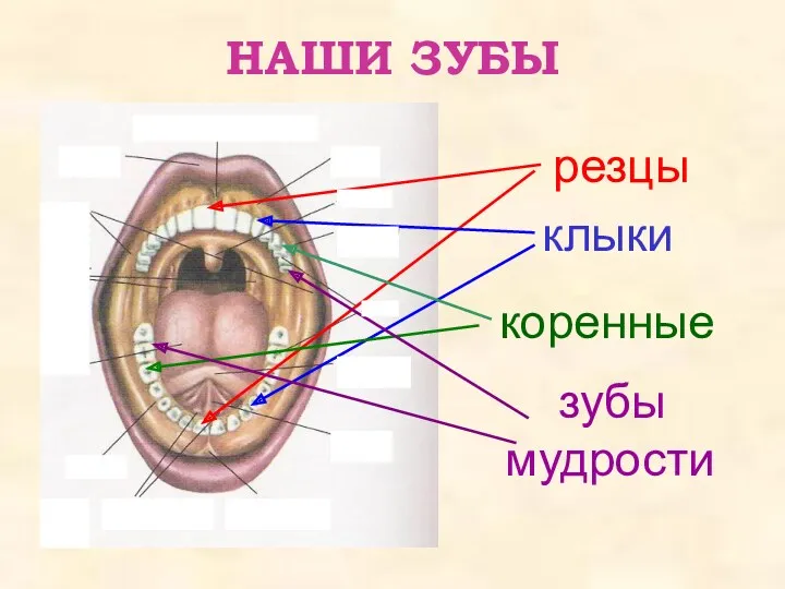 НАШИ ЗУБЫ резцы клыки коренные зубы мудрости