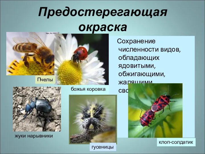 Предостерегающая окраска Сохранение численности видов, обладающих ядовитыми, обжигающими, жалящими свойствами.