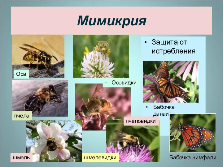 Мимикрия Защита от истребления Оса шмелевидки - Осовидки пчела пчеловидки шмель Бабочка данаида Бабочка нимфали