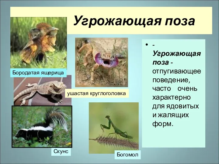 Угрожающая поза - Угрожающая поза -отпугивающее поведение, часто очень характерно