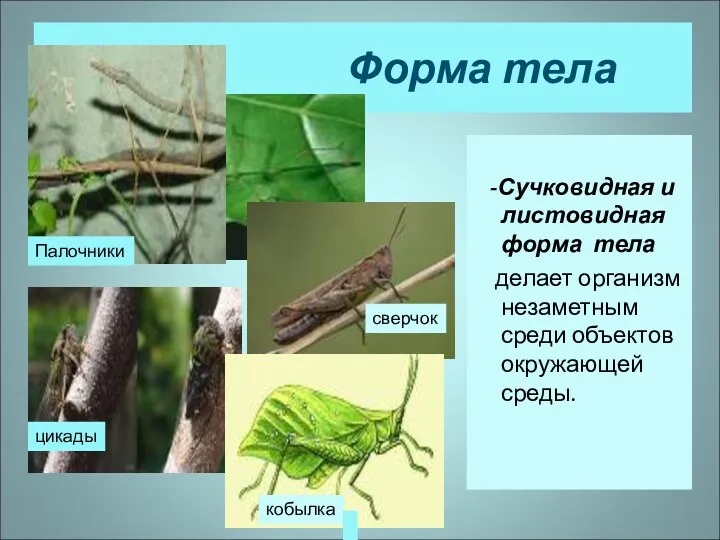 Форма тела -Сучковидная и листовидная форма тела делает организм незаметным