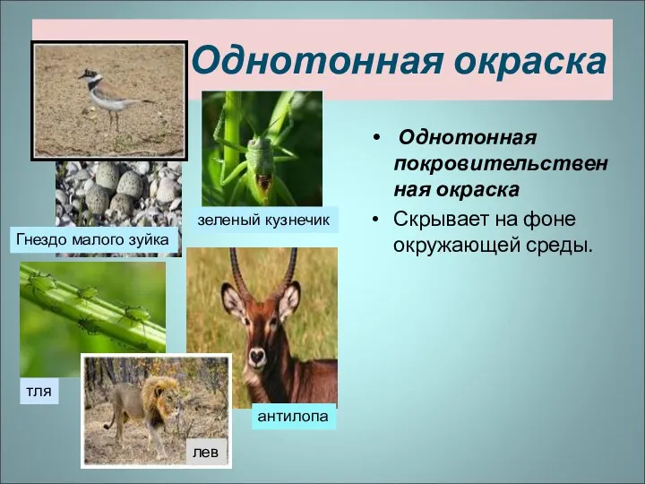 Однотонная окраска Однотонная покровительственная окраска Скрывает на фоне окружающей среды.