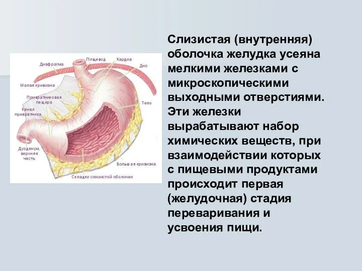 Слизистая (внутренняя) оболочка желудка усеяна мелкими железками с микроскопическими выходными