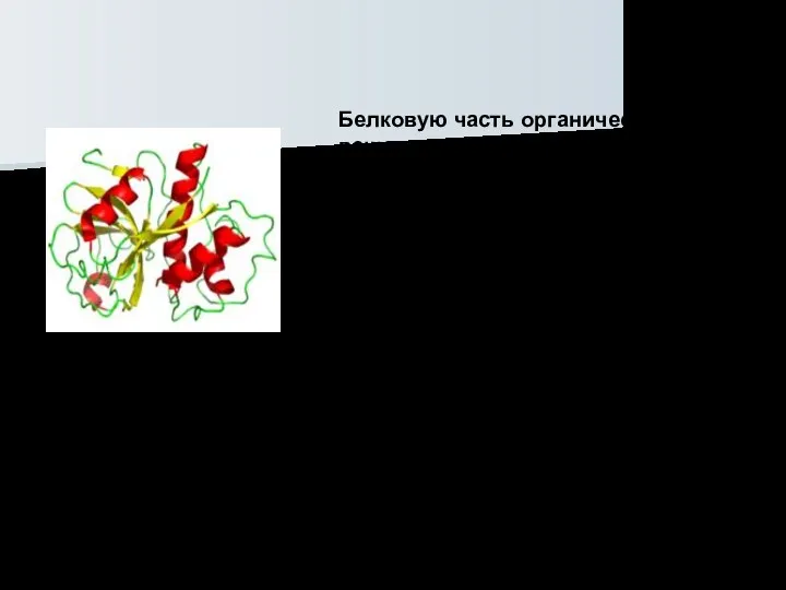 Белковую часть органических веществ желудочного сока составляют в основном ферменты.