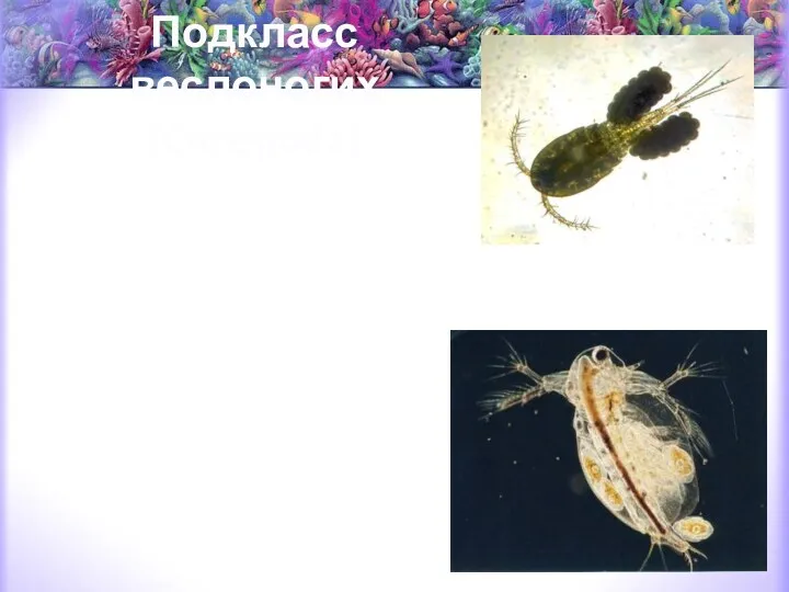 Подкласс веслоногих (Copepoda) морские планктонные (каланиды и др.), пресноводные свободноживущие