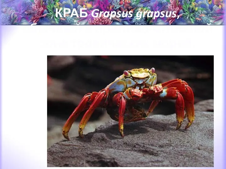 КРАБ Grapsus grapsus, обычный в приливо-отливной зоне тропических морей.