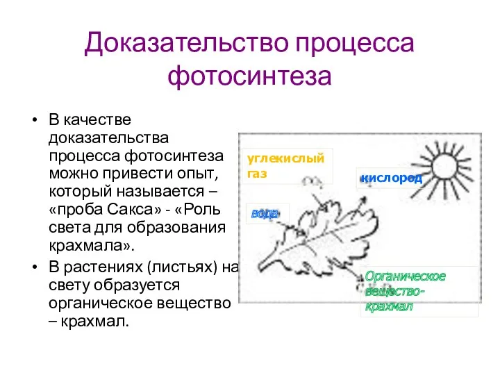 Доказательство процесса фотосинтеза В качестве доказательства процесса фотосинтеза можно привести опыт, который называется