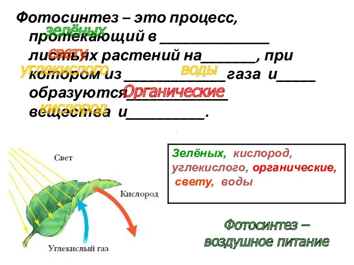 Фотосинтез – это процесс, протекающий в ______________ листьях растений на_______,