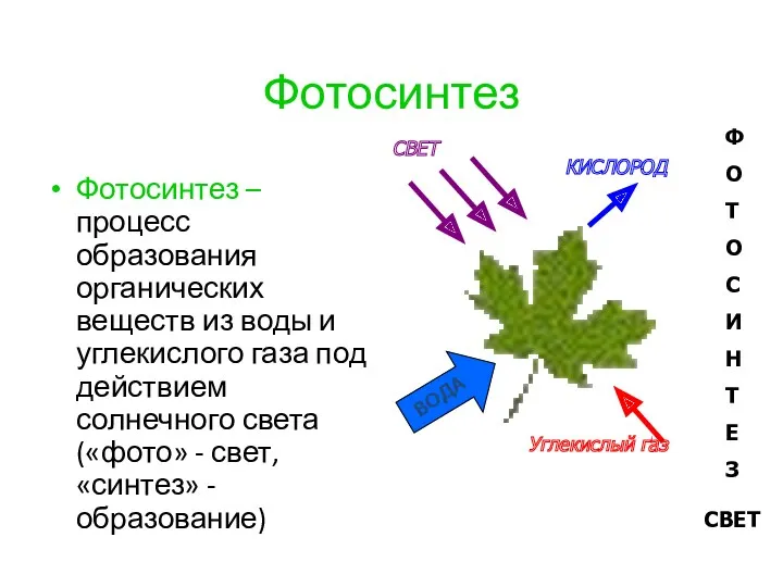 Фотосинтез Фотосинтез – процесс образования органических веществ из воды и